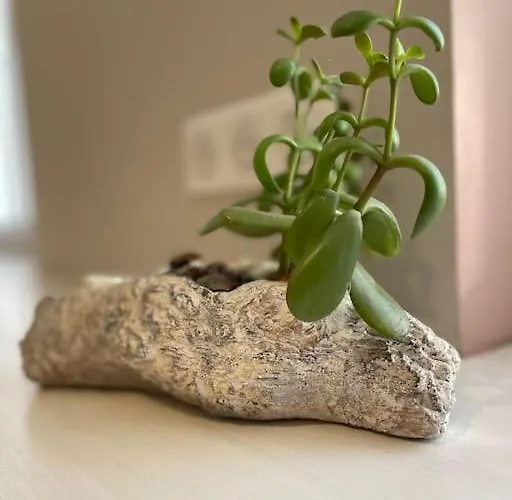 La Grande Ourse - Cosy 2 Pers - L'alcove De L'ours Apartament Dambach